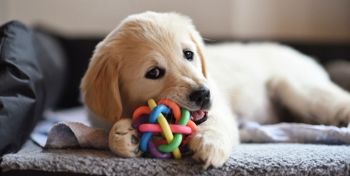 A joyful dog playing with a colorful toy on a sunny day, showcasing its playful energy and excitement.
