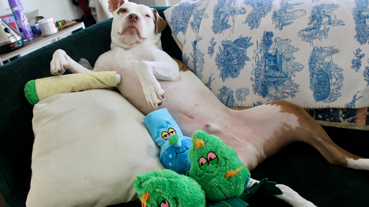 A happy dog playing with a colorful chew toy, showcasing the importance of toys in keeping pets mentally stimulated, physically active, and emotionally content.